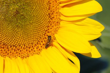 güzel ayçiçeği yakın çekim