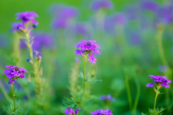 Mooie bloemen, buitenshuis — Stockfoto