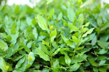 Güzel yeşil çalı yakın çekim