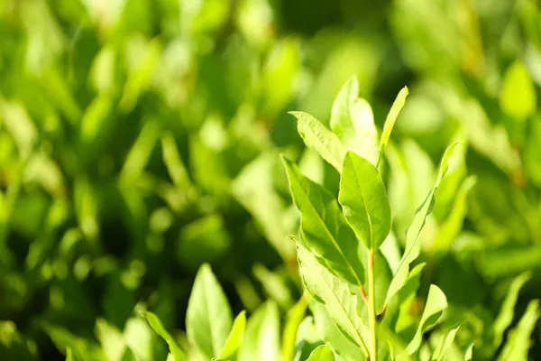 Arbusto verde bonito perto — Fotografia de Stock