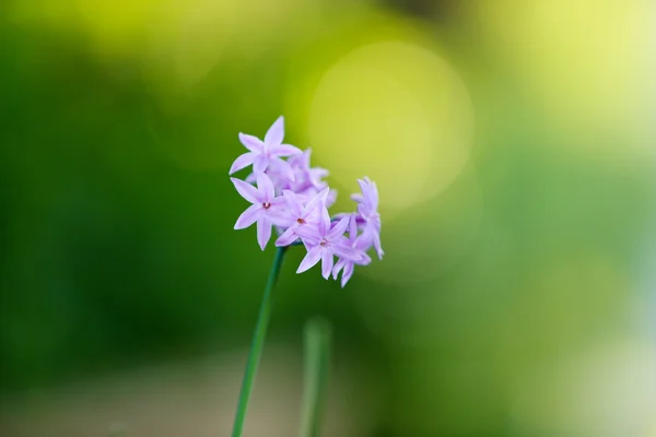 Bellissimi fiori, primo piano — Foto Stock