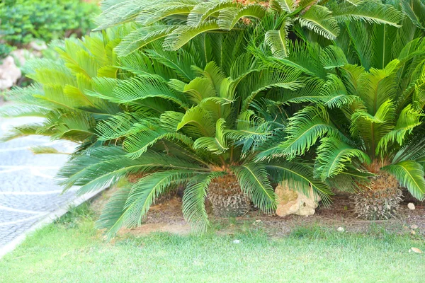 Vackra tropiska bush, närbild — Stockfoto