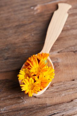 Calendula tahta kaşık masa yakın tarih içinde