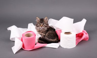 oynarken sevimli kedi yavrusu