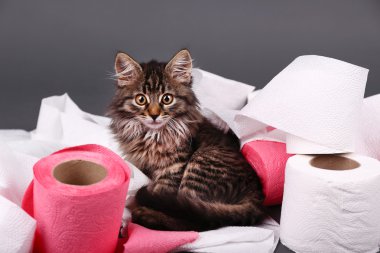oynarken sevimli kedi yavrusu