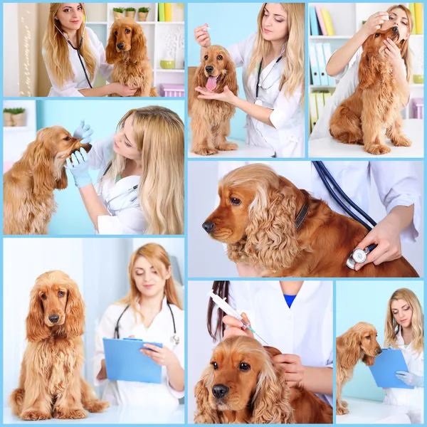獣医に犬のコラージュ — ストック写真
