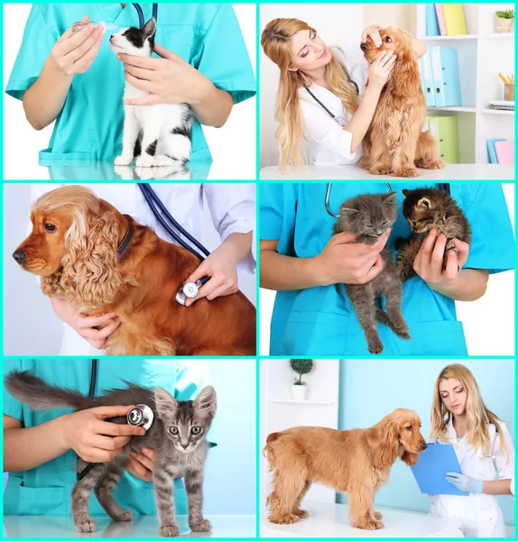 Collage von Haustieren beim Tierarzt — Stockfoto