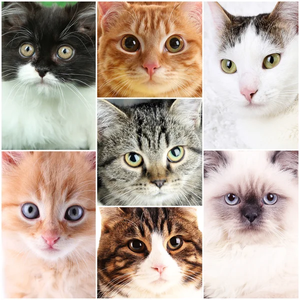Cute cat faces collage Stock Photo by ©belchonock 60923129