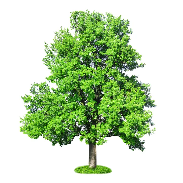 Singolo grande vecchio albero — Foto Stock