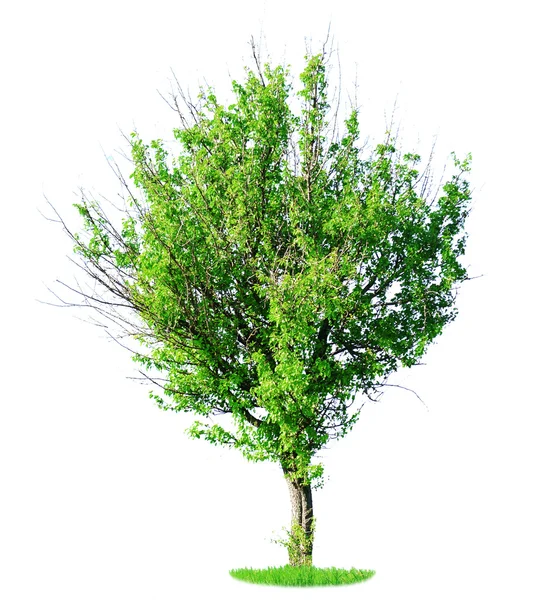 Jedno zielone drzewo — Zdjęcie stockowe