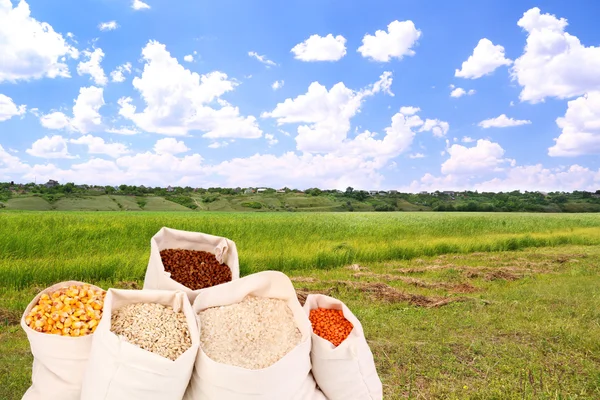 Tygpåsar med korn på fältet bakgrund — Stockfoto