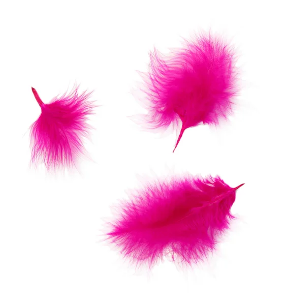 Beautiful decorative feathers — Stock Photo, Image
