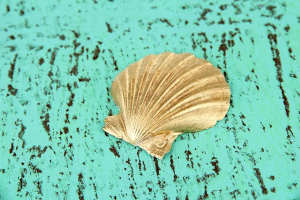 Colorful seashell on wooden background — Stock Photo, Image