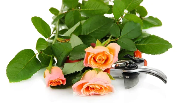 Garden secateurs and roses — Stock Photo, Image