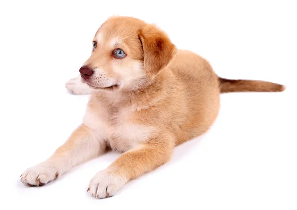 Golden Retriever puppy — Stock Photo, Image