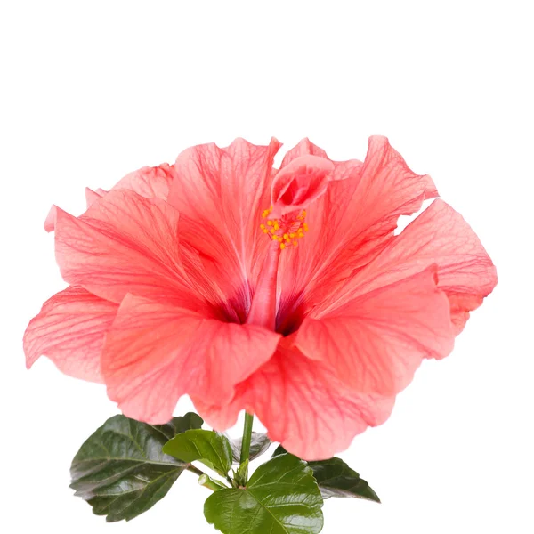 Flor de hibisco rojo — Foto de Stock