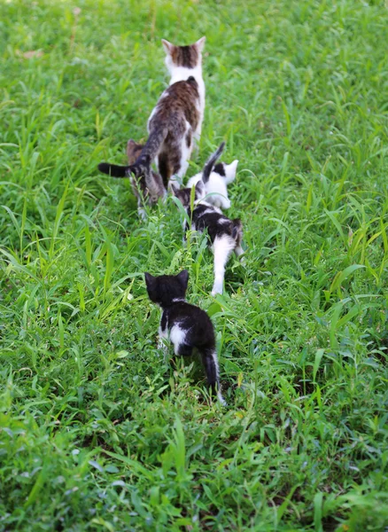 야외에서, 그들의 엄마와 함께 귀여운 작은 새끼 고양이 — 스톡 사진