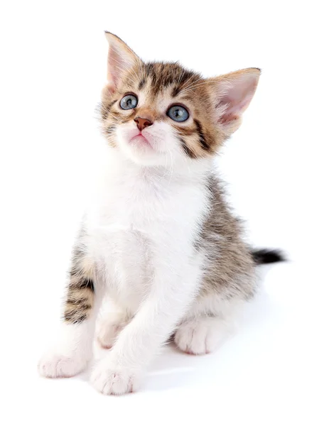 Cute little kitten, isolated on white — Stock Photo, Image