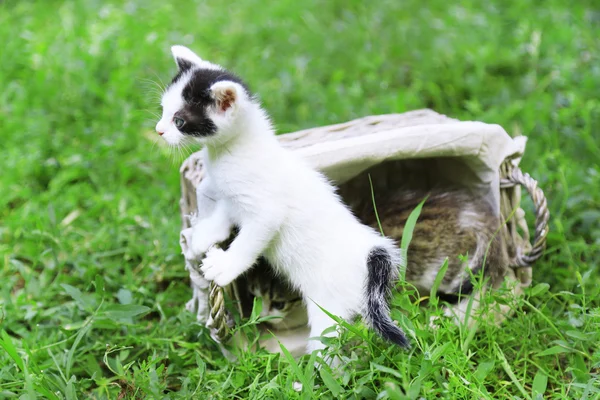 Симпатичный маленький котенок на открытом воздухе — стоковое фото