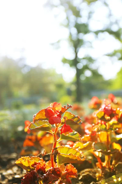 Fondo de naturaleza — Foto de Stock