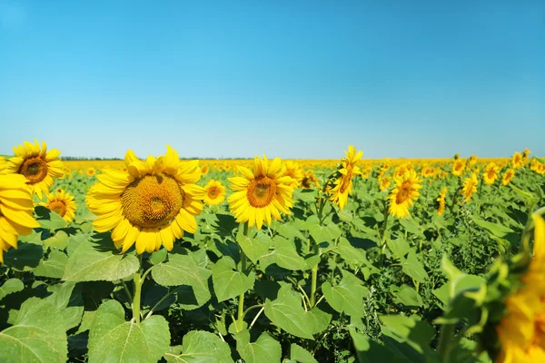 Gebied van zonnebloemen — Stockfoto