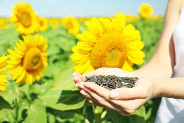 Руки, що тримають насіння соняшнику в полі — стокове фото