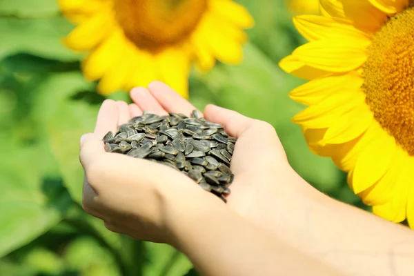 Hands holding sunflower seeds in field — Stock Photo, Image