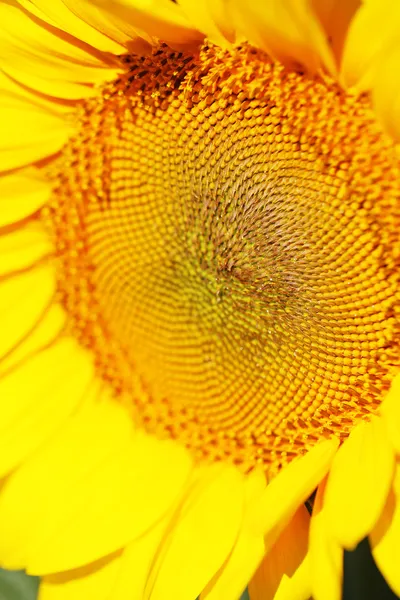 Beautiful sunflower close-up — Stock Photo, Image