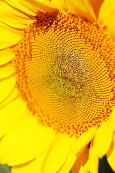 Hermoso primer plano de girasol — Foto de Stock