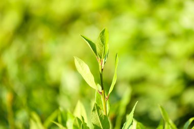güzel yeşil çalı yaprakları, yakın çekim