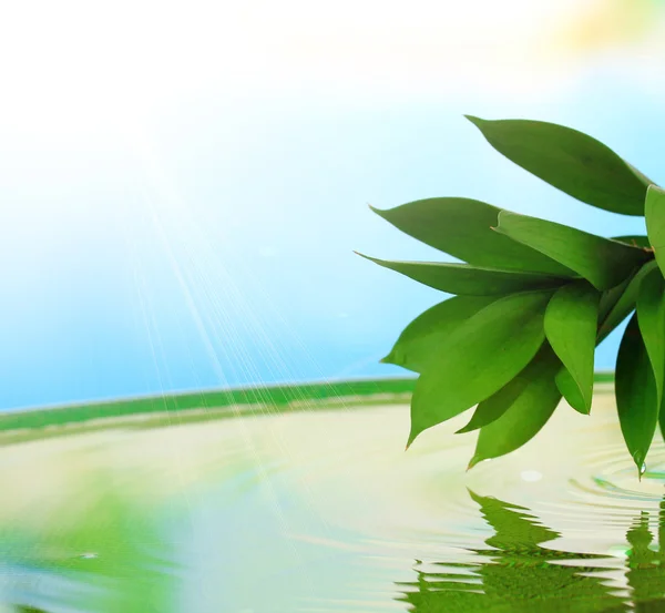 Folhas verdes com reflexão na água — Fotografia de Stock