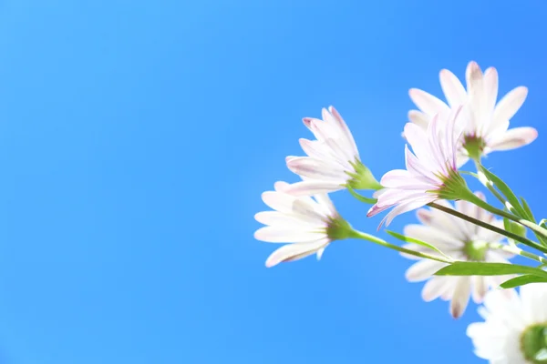 Hermosas flores, al aire libre —  Fotos de Stock