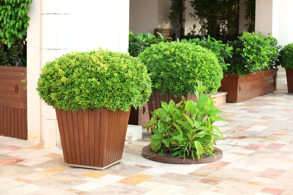 Panelas de jardim com arbustos — Fotografia de Stock