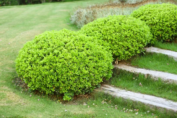 Landscaping at park — Stock Photo, Image