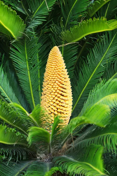 Arbusto tropical bonito , — Fotografia de Stock