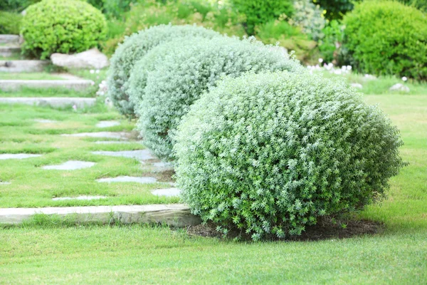 Beautiful lush bushes — Stock Photo, Image