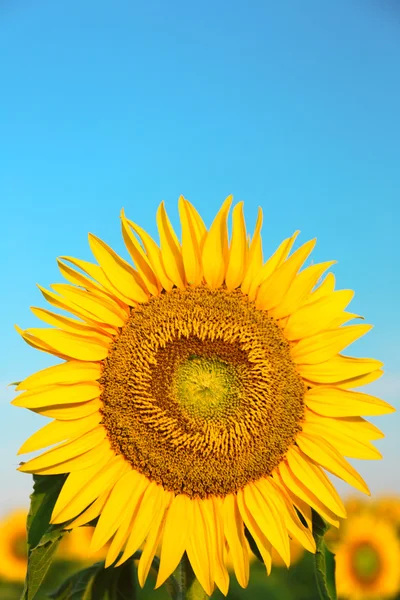 Beautiful sunflower in field — Stock Photo, Image