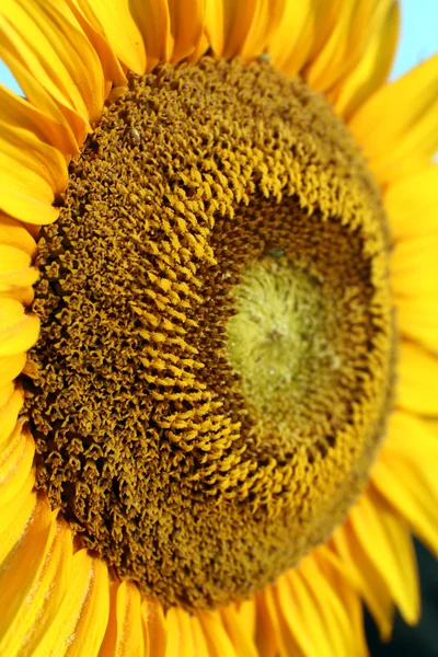 Beautiful sunflower in field, close-up — Stock Photo, Image