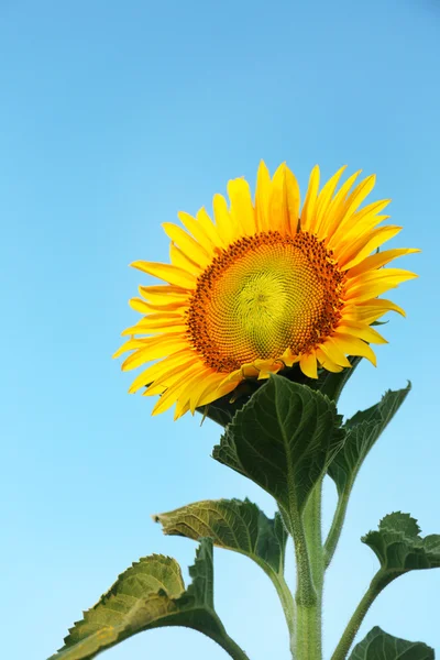 Beau tournesol dans le champ — Photo