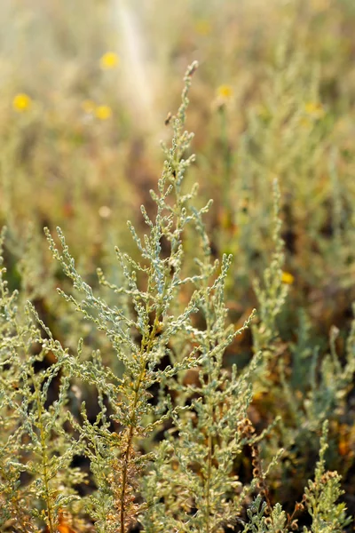 Planta no campo, close-up — Fotografia de Stock