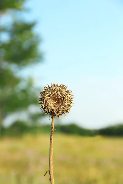 Field barb, outdoors — Stock Photo, Image