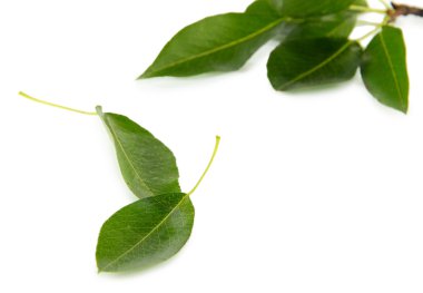 yeşil yapraklar beyaz üzerinde izole