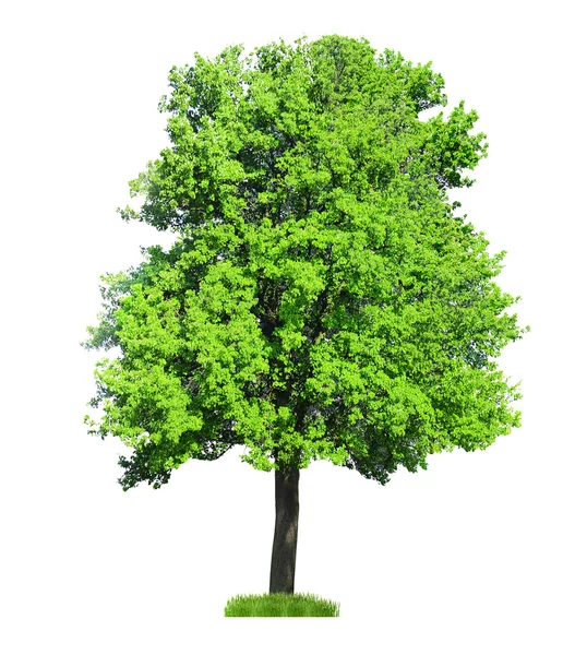 Einzelner großer Baum isoliert auf weiß — Stockfoto