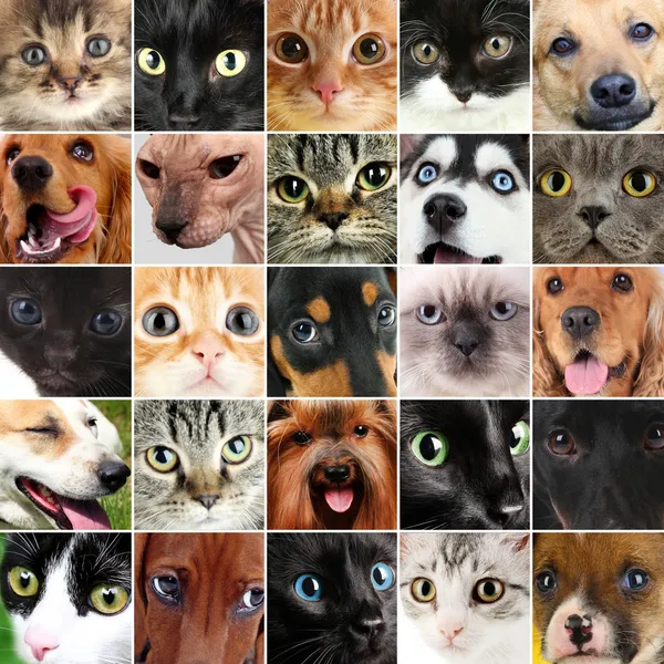 Collage de diferentes mascotas lindas — Foto de Stock