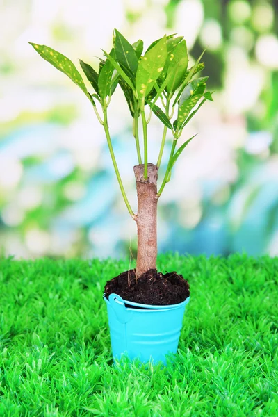 Kleiner Baum im Eimer — Stockfoto