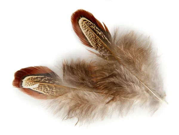 Hermosas plumas decorativas —  Fotos de Stock