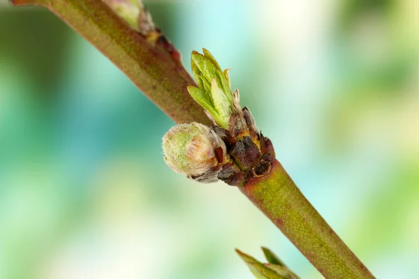 Blossoming buds on tree — Stock Photo, Image