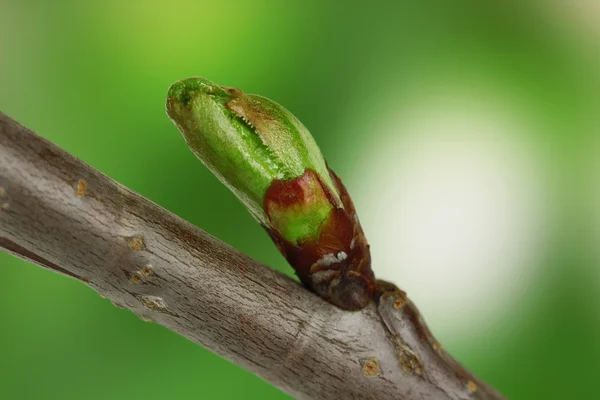 ツリーの開花の芽 — ストック写真