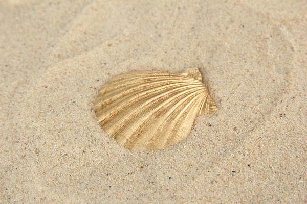 Conchiglia colorata su sfondo sabbia — Foto Stock