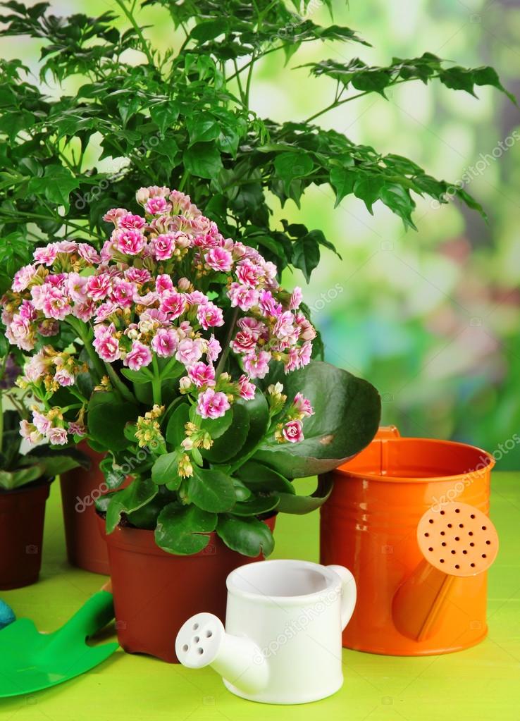 Beautiful flowers in pots Stock Photo by ©belchonock 49819919